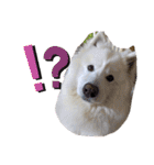 愛犬スタンプ5（個別スタンプ：1）