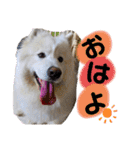 愛犬スタンプ5（個別スタンプ：2）