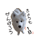 愛犬スタンプ5（個別スタンプ：3）
