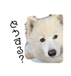 愛犬スタンプ5（個別スタンプ：4）