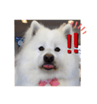 愛犬スタンプ5（個別スタンプ：5）