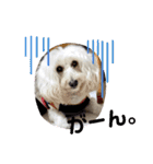 愛犬スタンプ5（個別スタンプ：6）