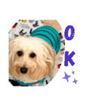 愛犬スタンプ5（個別スタンプ：7）