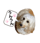 愛犬スタンプ5（個別スタンプ：8）