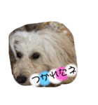 愛犬スタンプ5（個別スタンプ：9）