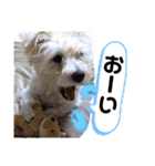 愛犬スタンプ5（個別スタンプ：11）