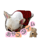 愛犬スタンプ5（個別スタンプ：12）