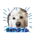 愛犬スタンプ5（個別スタンプ：13）