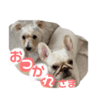 愛犬スタンプ5（個別スタンプ：14）