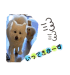 愛犬スタンプ5（個別スタンプ：15）