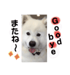 愛犬スタンプ5（個別スタンプ：17）