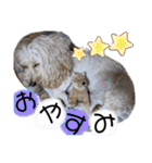 愛犬スタンプ5（個別スタンプ：18）