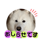 愛犬スタンプ5（個別スタンプ：19）