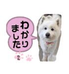 愛犬スタンプ5（個別スタンプ：20）