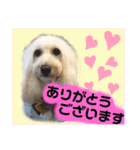 愛犬スタンプ5（個別スタンプ：21）