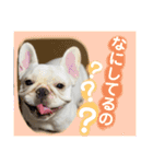 愛犬スタンプ5（個別スタンプ：22）