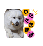愛犬スタンプ5（個別スタンプ：23）