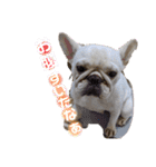 愛犬スタンプ5（個別スタンプ：24）