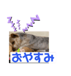 よろしく！サムです‼️（個別スタンプ：7）