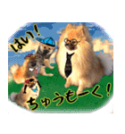 ぽめらにあんな生活（個別スタンプ：12）