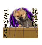 ぽめらにあんな生活（個別スタンプ：13）