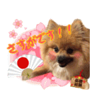 ぽめらにあんな生活（個別スタンプ：15）