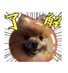 ぽめらにあんな生活（個別スタンプ：16）