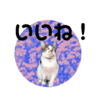あいさつ眉毛ねこオル君と春夏スタンプ（個別スタンプ：4）