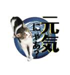あいさつ眉毛ねこオル君と春夏スタンプ（個別スタンプ：5）