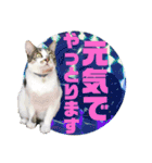 あいさつ眉毛ねこオル君と春夏スタンプ（個別スタンプ：6）