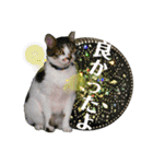 あいさつ眉毛ねこオル君と春夏スタンプ（個別スタンプ：7）