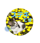 あいさつ眉毛ねこオル君と春夏スタンプ（個別スタンプ：8）