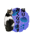 あいさつ眉毛ねこオル君と春夏スタンプ（個別スタンプ：10）