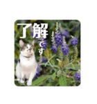 あいさつ眉毛ねこオル君と春夏スタンプ（個別スタンプ：12）