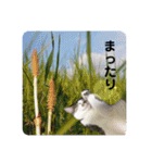 あいさつ眉毛ねこオル君と春夏スタンプ（個別スタンプ：13）
