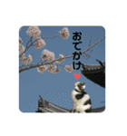 あいさつ眉毛ねこオル君と春夏スタンプ（個別スタンプ：14）