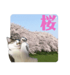 あいさつ眉毛ねこオル君と春夏スタンプ（個別スタンプ：15）