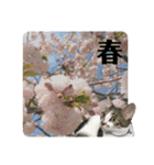 あいさつ眉毛ねこオル君と春夏スタンプ（個別スタンプ：16）