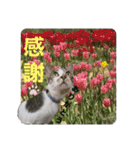 あいさつ眉毛ねこオル君と春夏スタンプ（個別スタンプ：17）