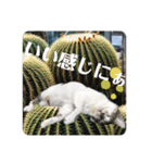 あいさつ眉毛ねこオル君と春夏スタンプ（個別スタンプ：21）