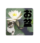 あいさつ眉毛ねこオル君と春夏スタンプ（個別スタンプ：23）