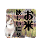 あいさつ眉毛ねこオル君と春夏スタンプ（個別スタンプ：24）