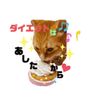 ボクのなまえはきっき。（個別スタンプ：3）