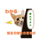 ボクのなまえはきっき。（個別スタンプ：10）