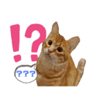 ボクのなまえはきっき。（個別スタンプ：13）