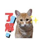 ボクのなまえはきっき。（個別スタンプ：15）