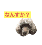 我が家の犬スタンプココア（個別スタンプ：2）