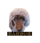 我が家の犬スタンプココア（個別スタンプ：3）