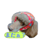 我が家の犬スタンプココア（個別スタンプ：6）