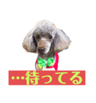我が家の犬スタンプココア（個別スタンプ：8）
